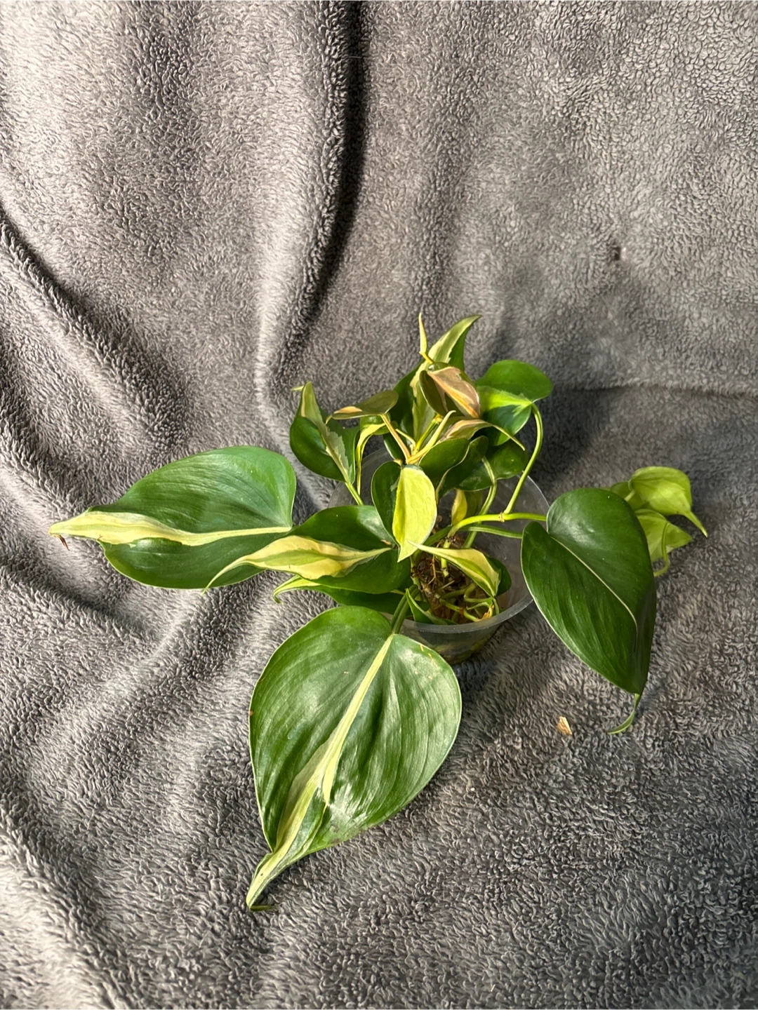 Philodendron silver stripe rooted Plant Cutting