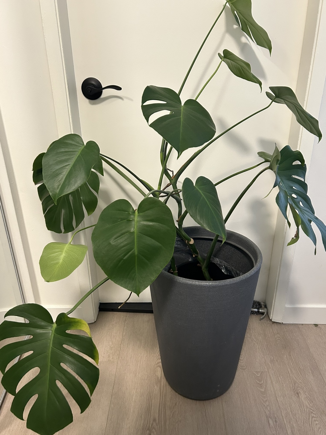 Large Monstera Plant in Grey Pot