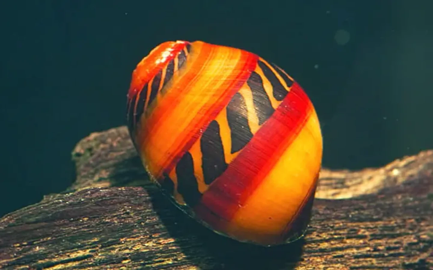 In search of Nerite Snails - photo 3