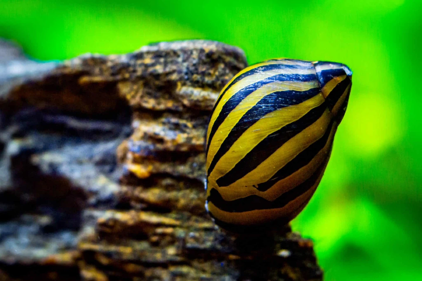 In search of Nerite Snails - photo 2