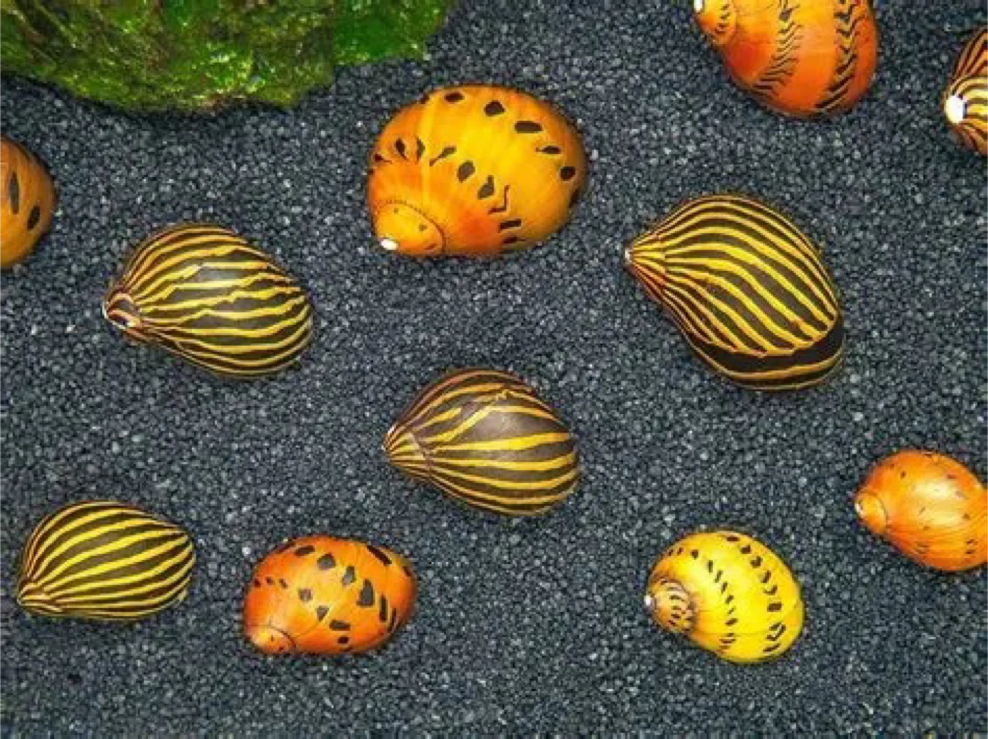 In search of Nerite Snails