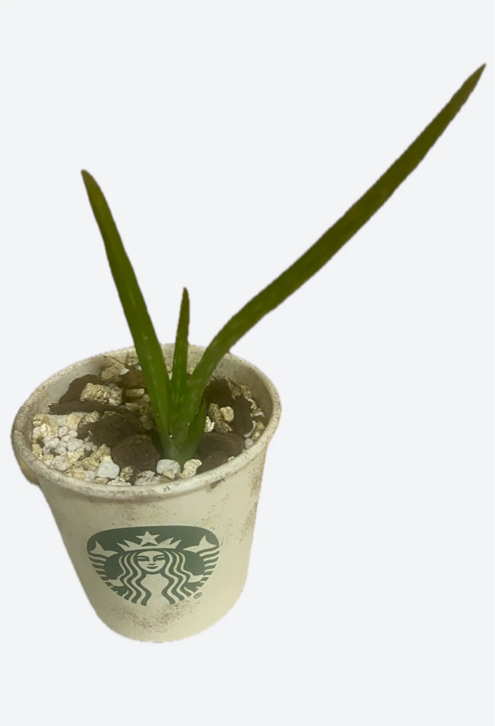 Small Aloe Vera Plant in Starbucks Cup