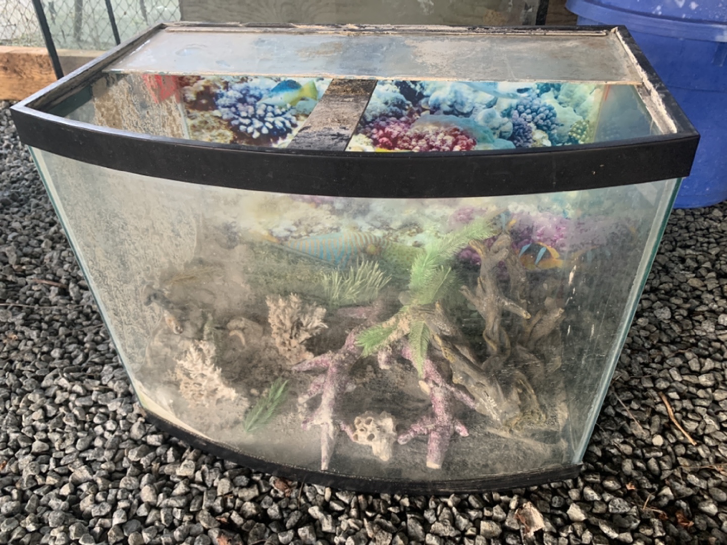 Curved Glass Aquarium with Decorations