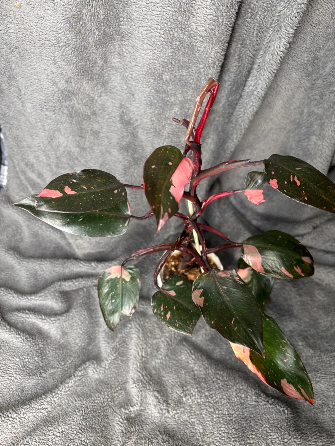 Pink Princess Philodendron Plant