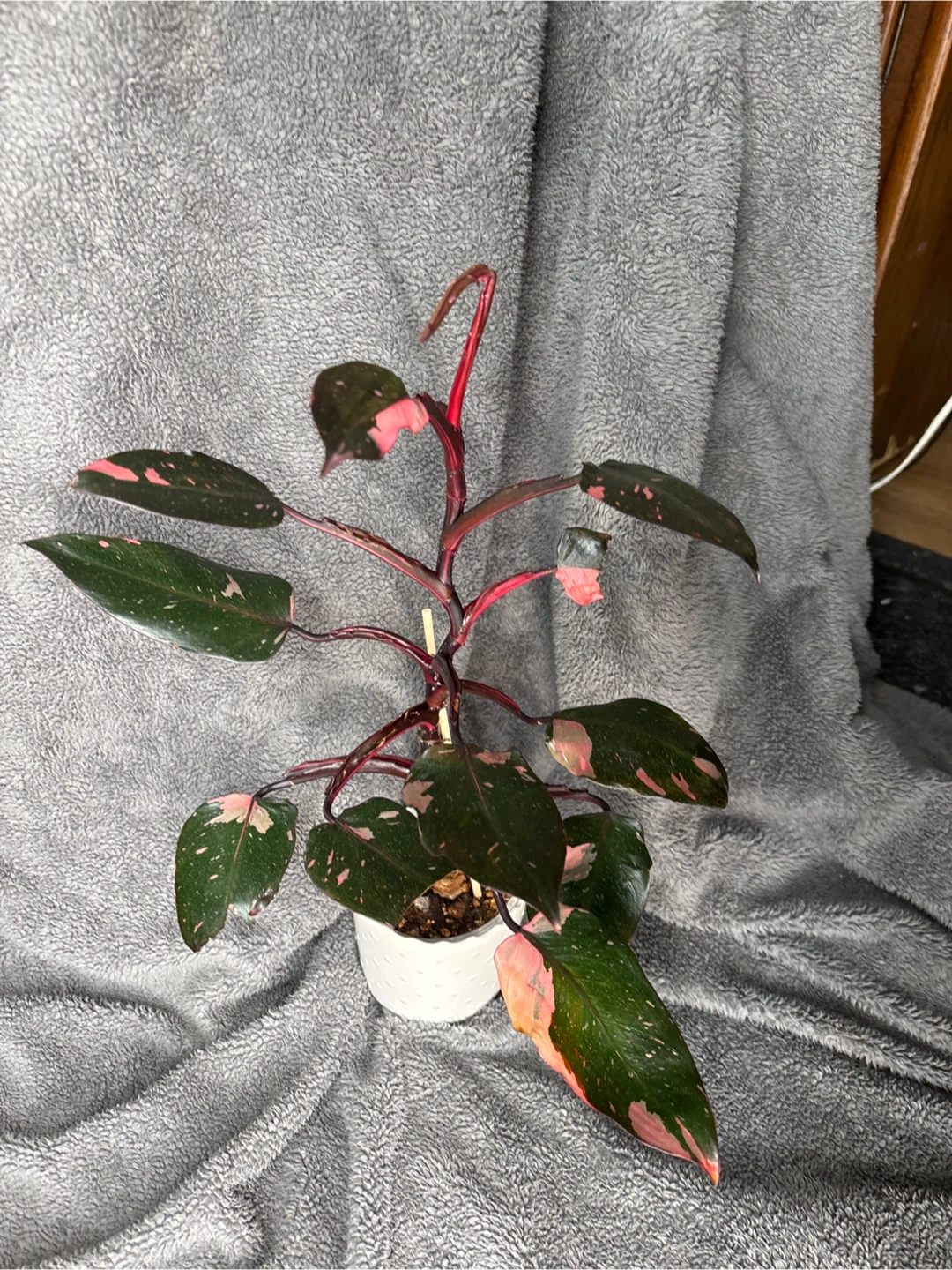 Pink Princess Philodendron Plant - photo 4