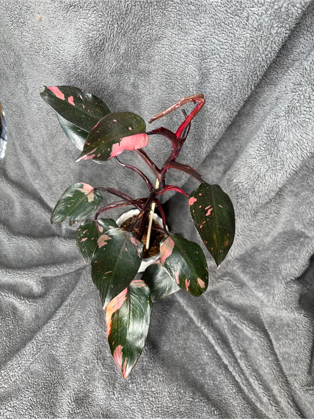 Pink Princess Philodendron Plant - photo 3