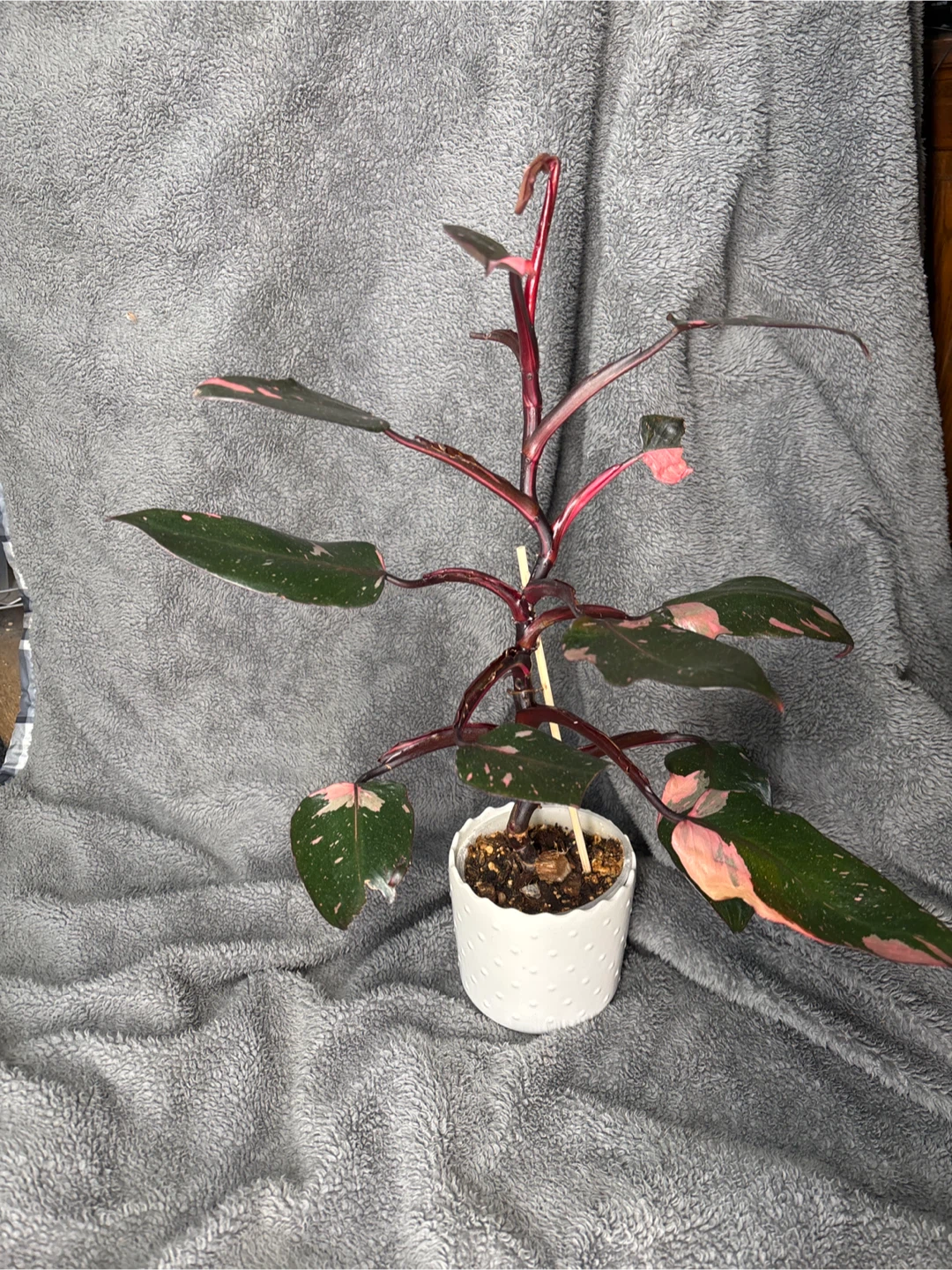 Pink Princess Philodendron Plant - photo 2