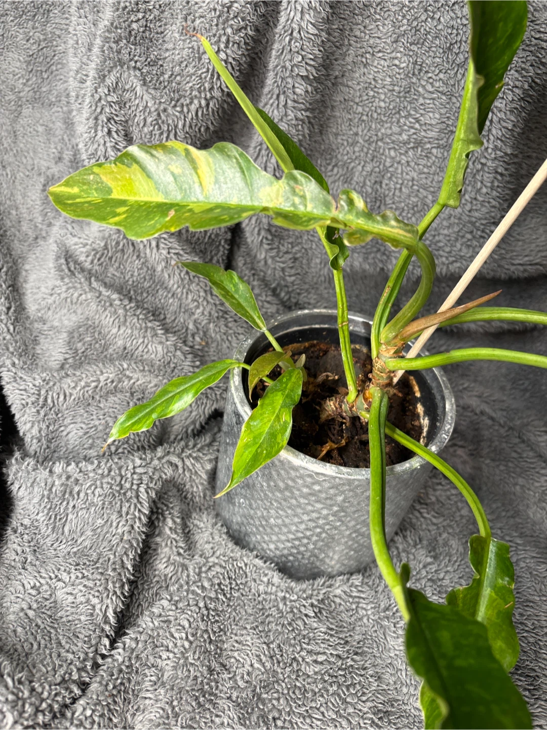 Philodendron ring of fire Plant medium - photo 2