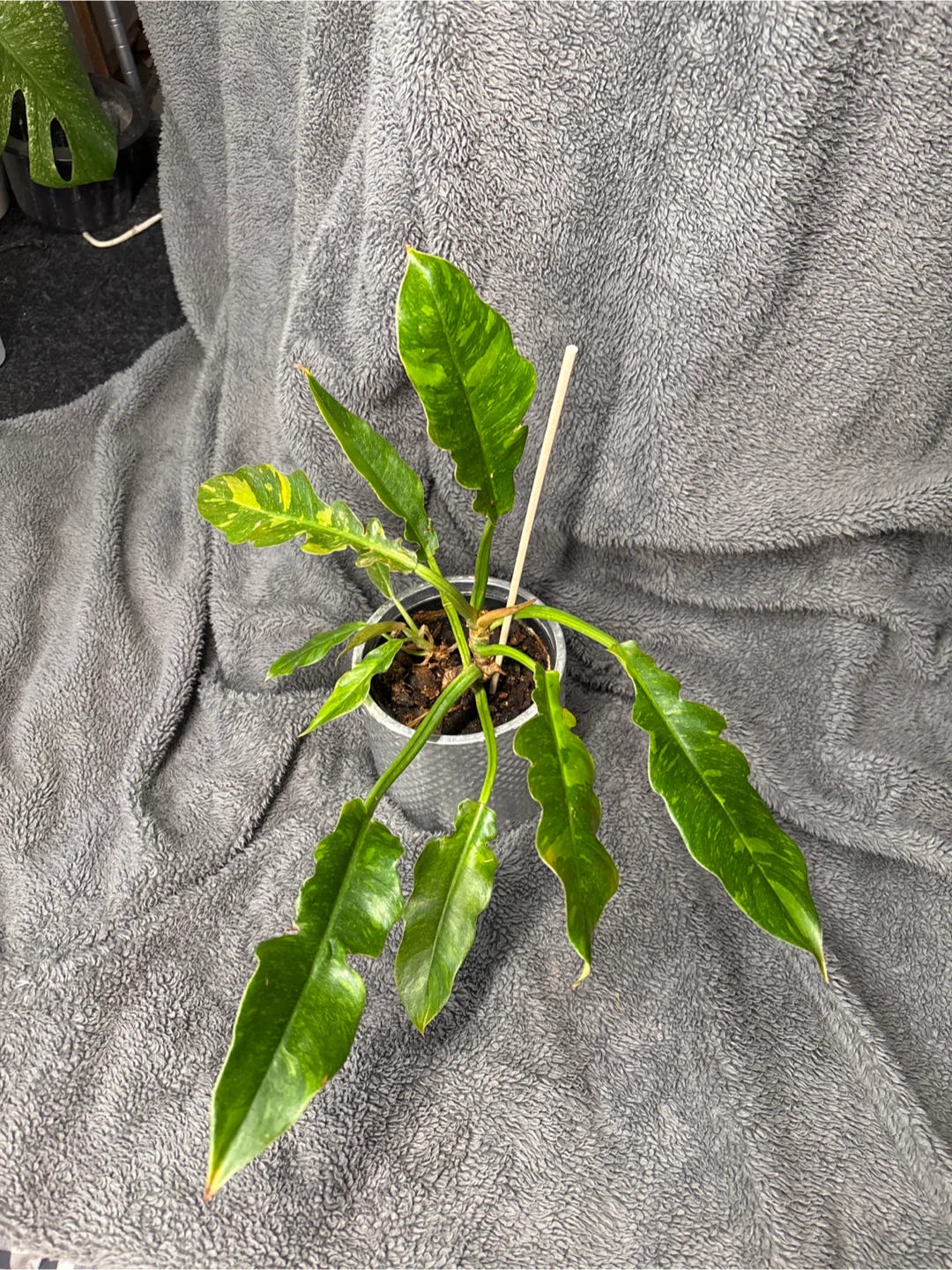 Philodendron ring of fire Plant medium