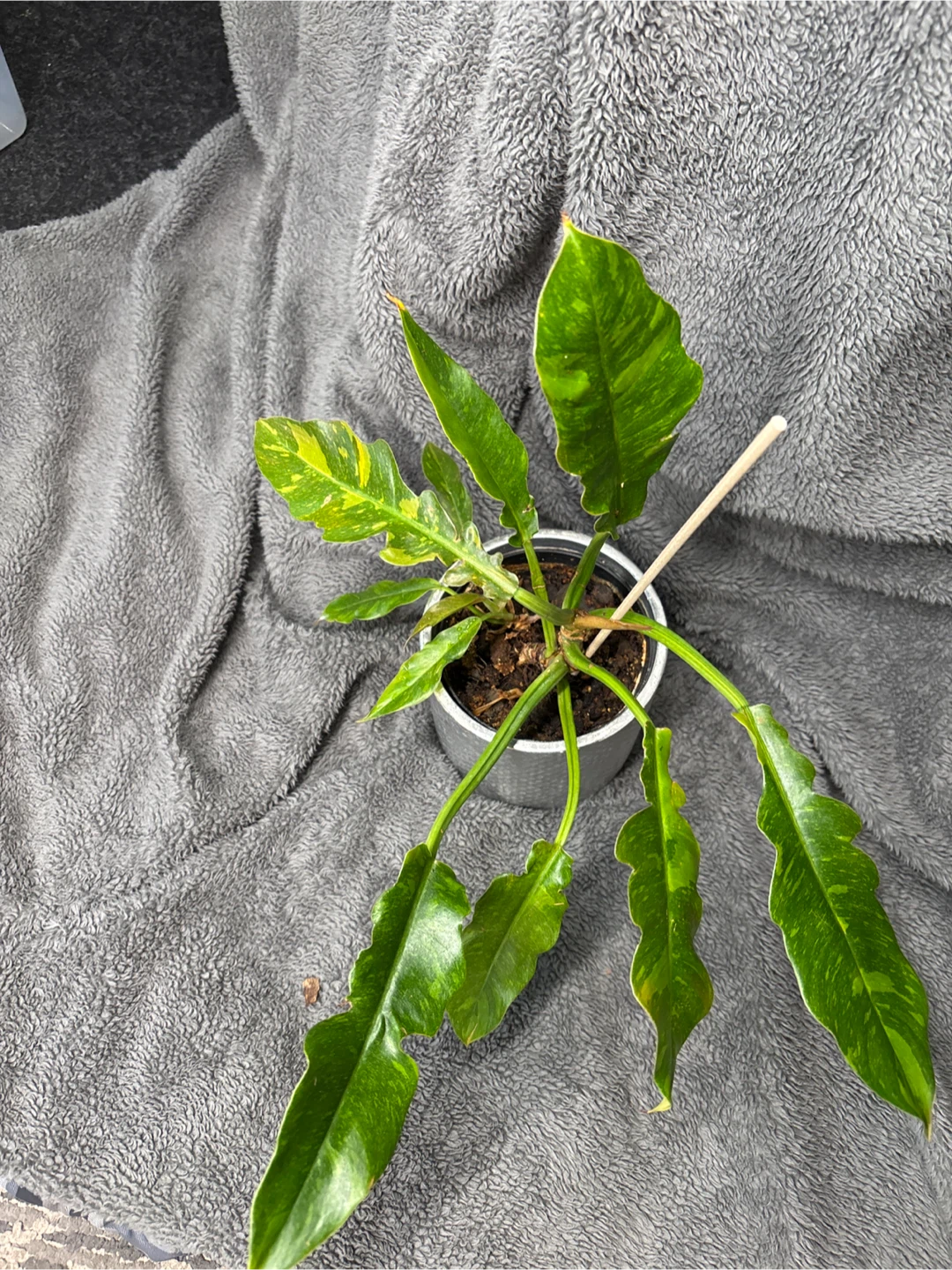 Philodendron ring of fire Plant medium - photo 3