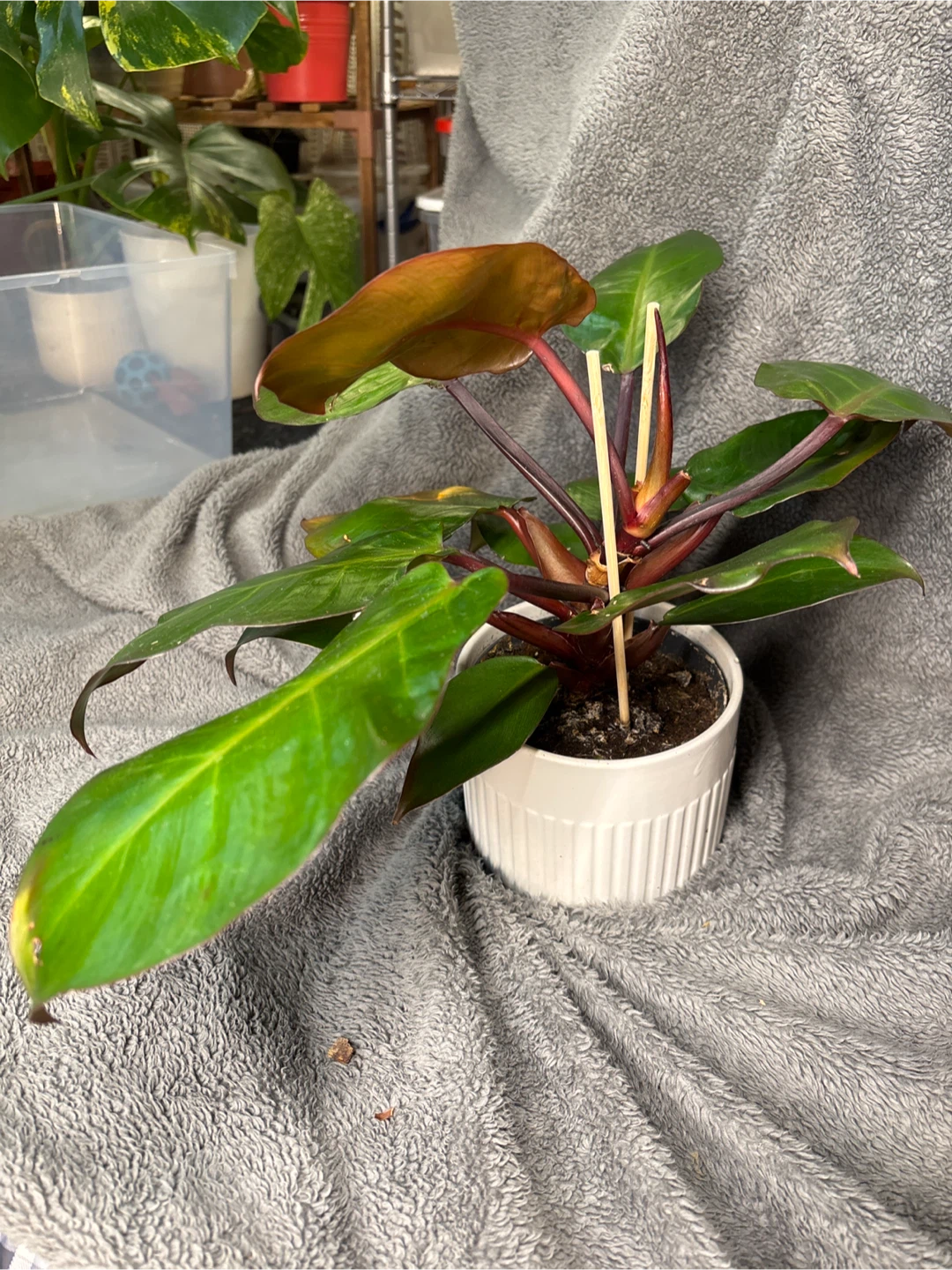 Philodendron Red Congo Plant - photo 4