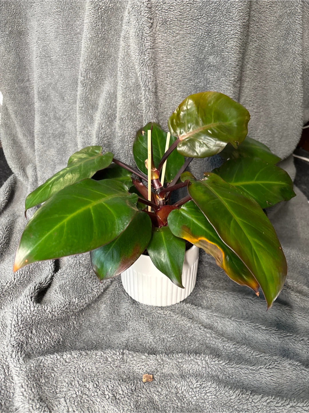 Philodendron Red Congo Plant