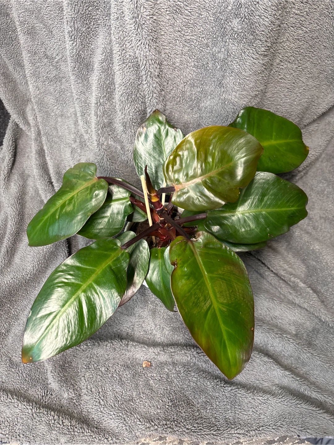 Philodendron Red Congo Plant - photo 2
