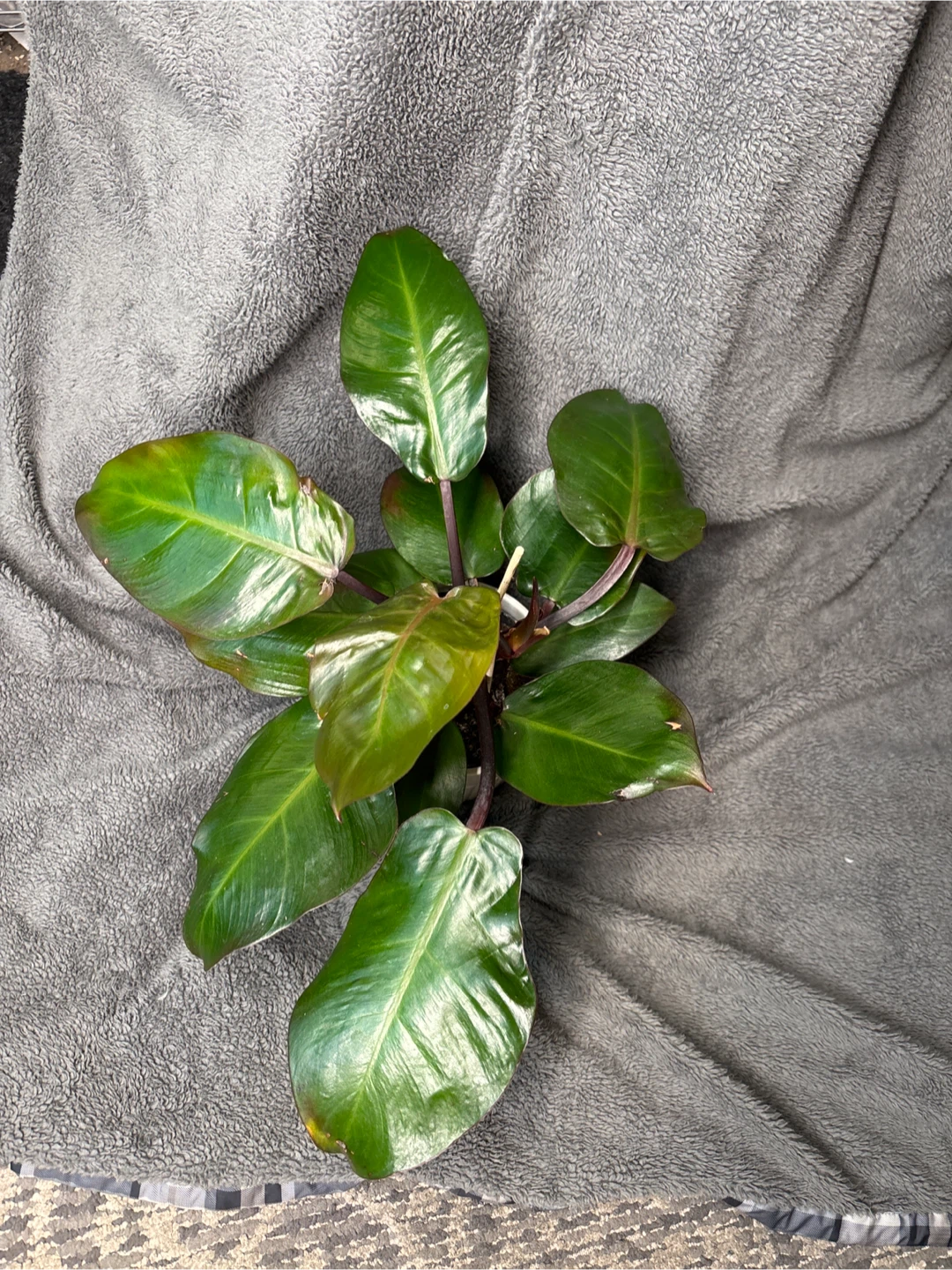 Philodendron Red Congo Plant - photo 3