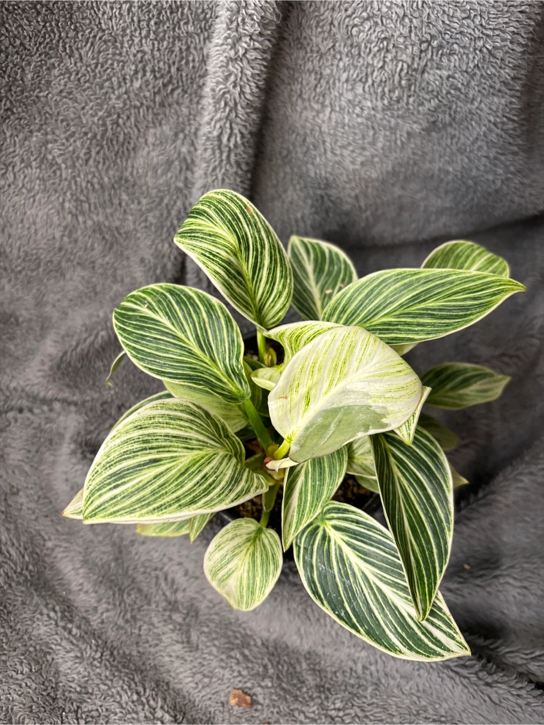 Philodendron Birkin Galaxy “rare” - photo 2