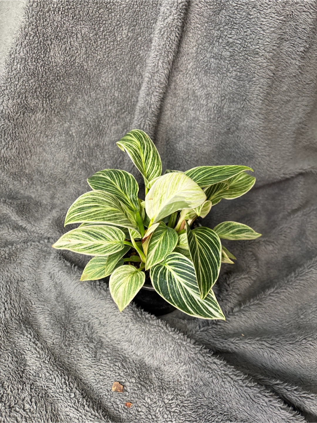 Philodendron Birkin Galaxy “rare”