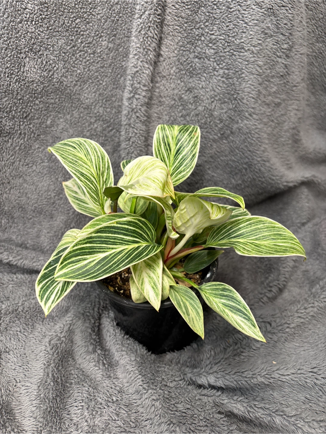 Philodendron Birkin Galaxy “rare” - photo 3