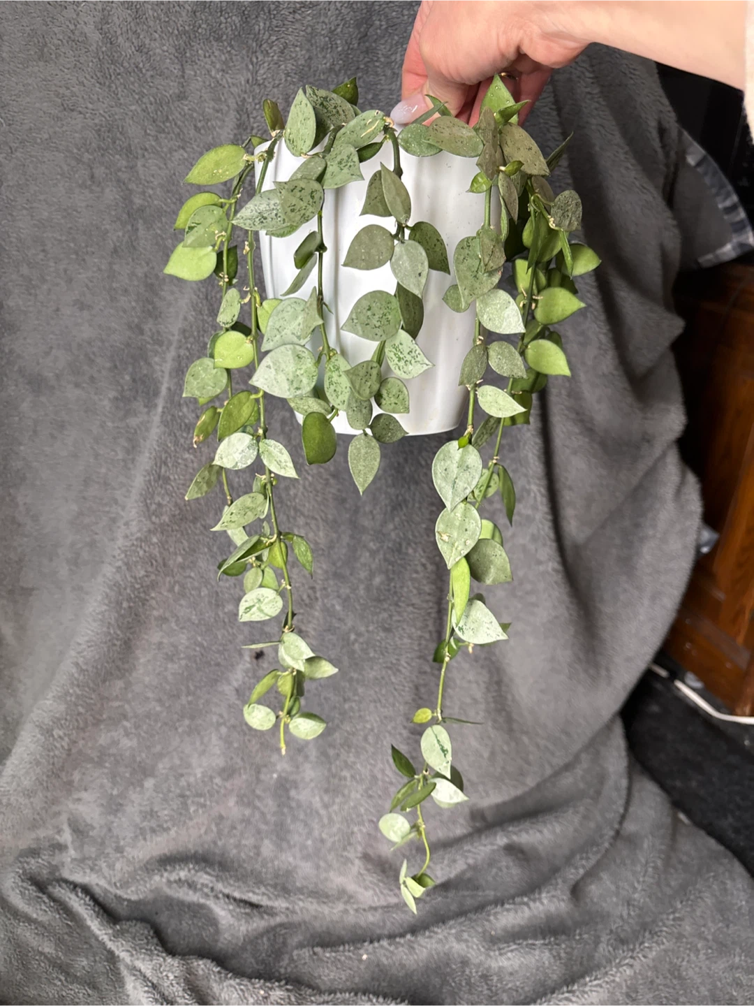 Hoya Carnosa Compacta Variegated Plant in White Pot - photo 3