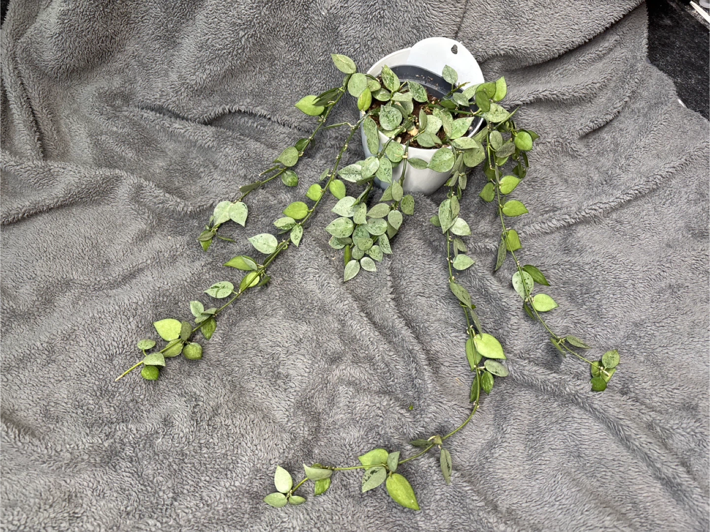 Hoya Carnosa Compacta Variegated Plant in White Pot - photo 4