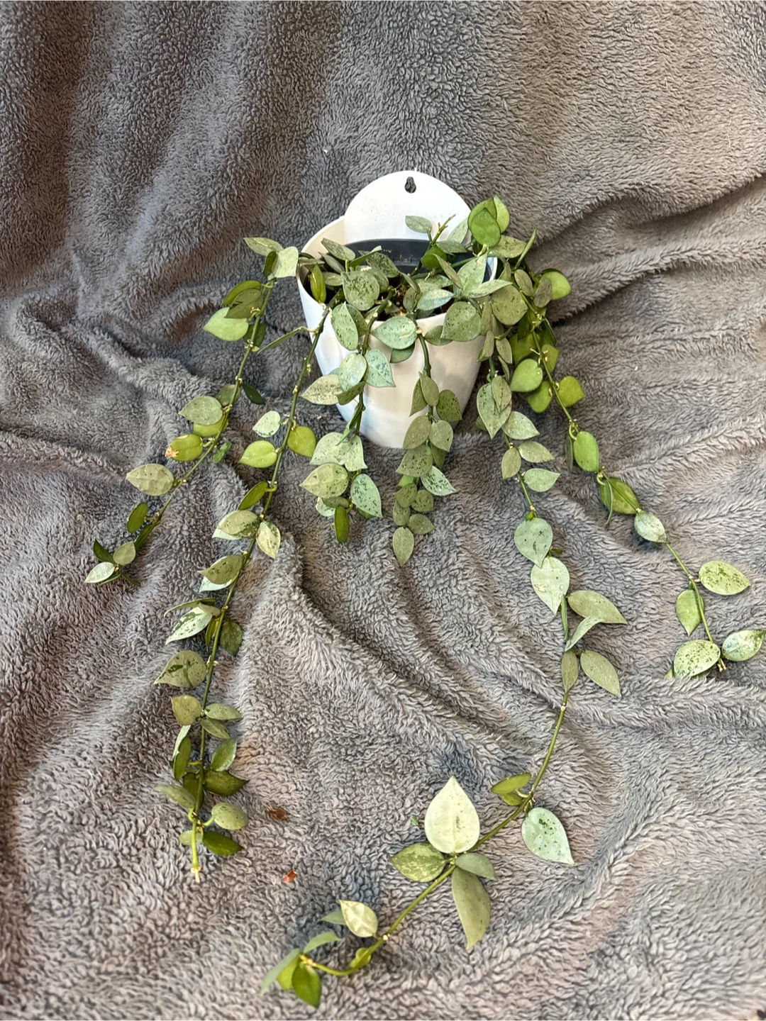 Hoya Carnosa Compacta Variegated Plant in White Pot