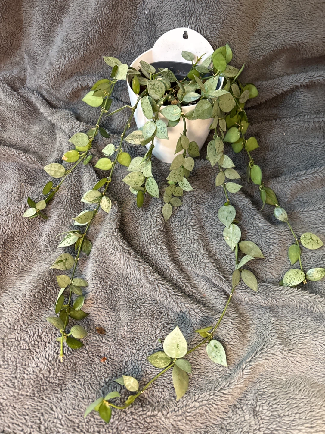 Hoya Carnosa Compacta Variegated Plant in White Pot - photo 2