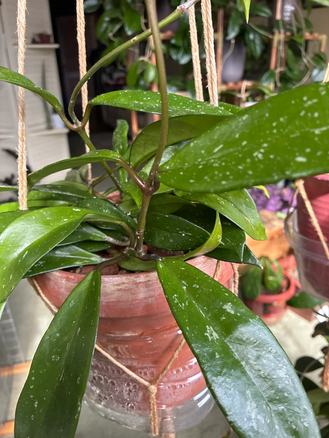Hoya pubicalyx - photo 3