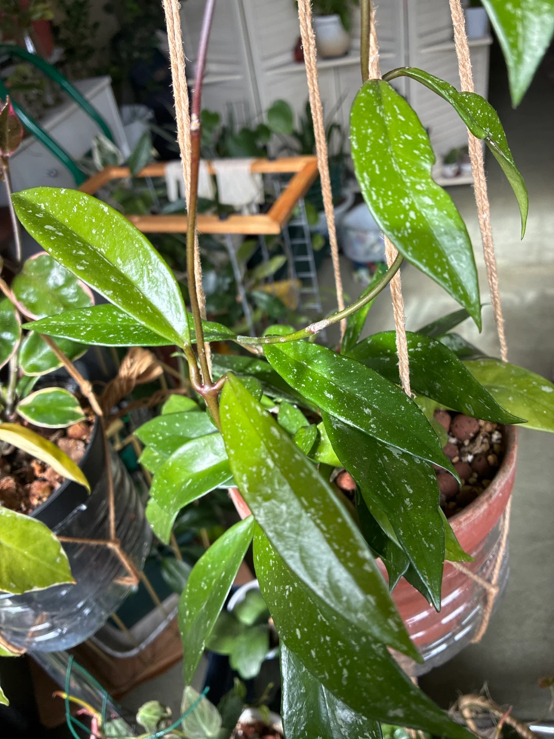 Hoya pubicalyx - photo 2