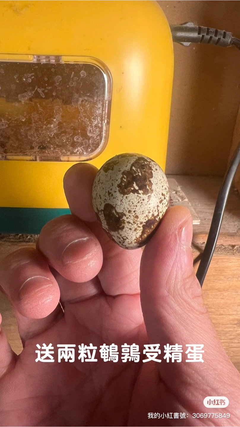 Egg Incubator with Automatic Egg Turner - photo 4
