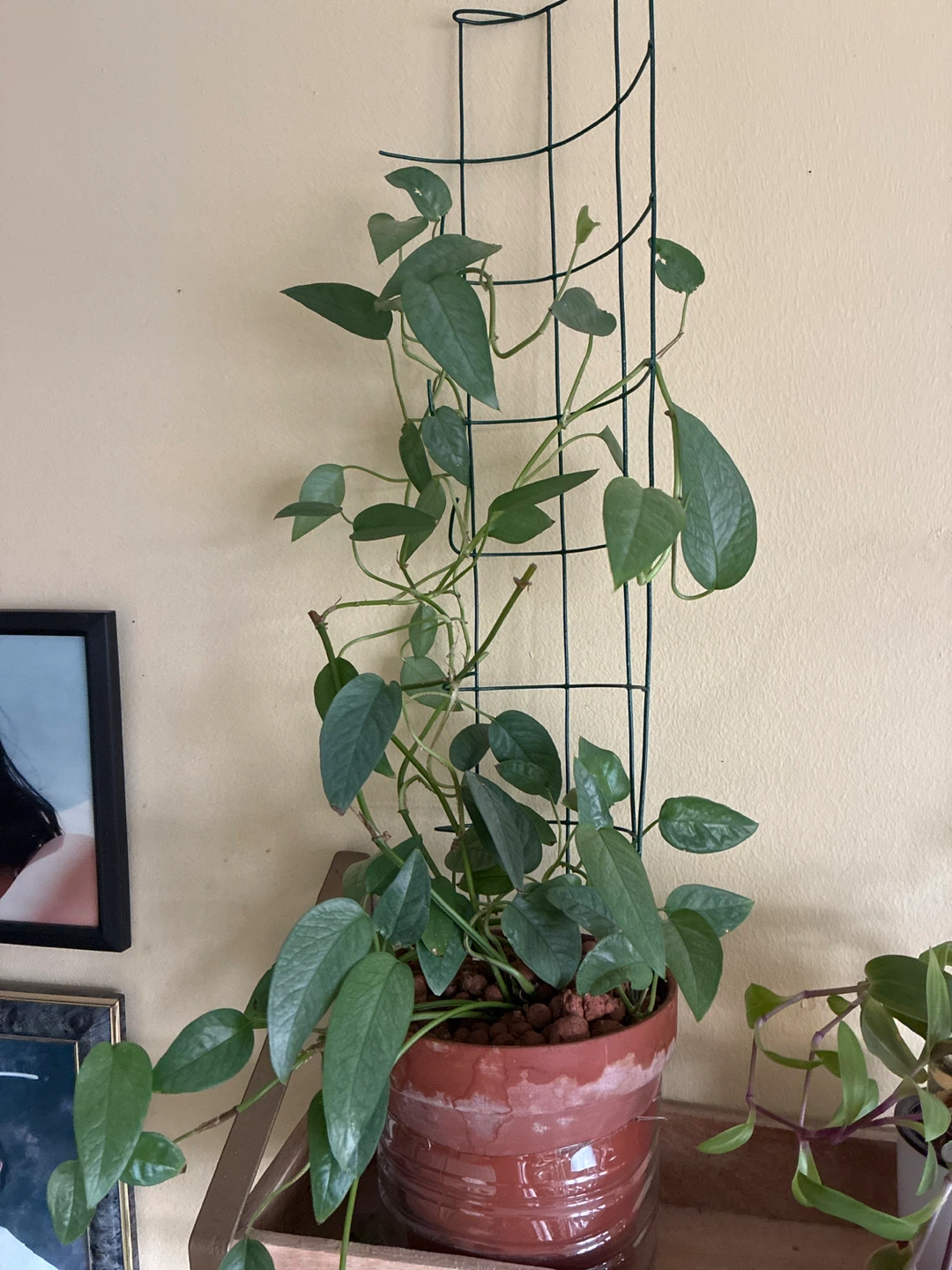 Cebu blue Potted Houseplant with Trellis - photo 2