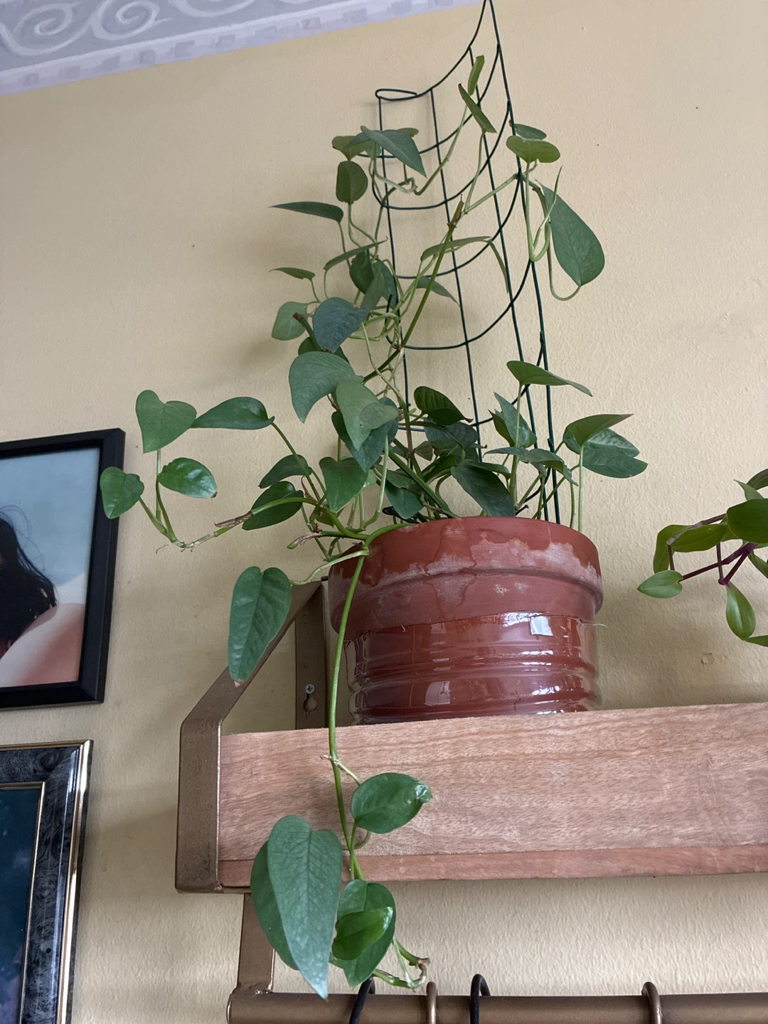 Cebu blue Potted Houseplant with Trellis