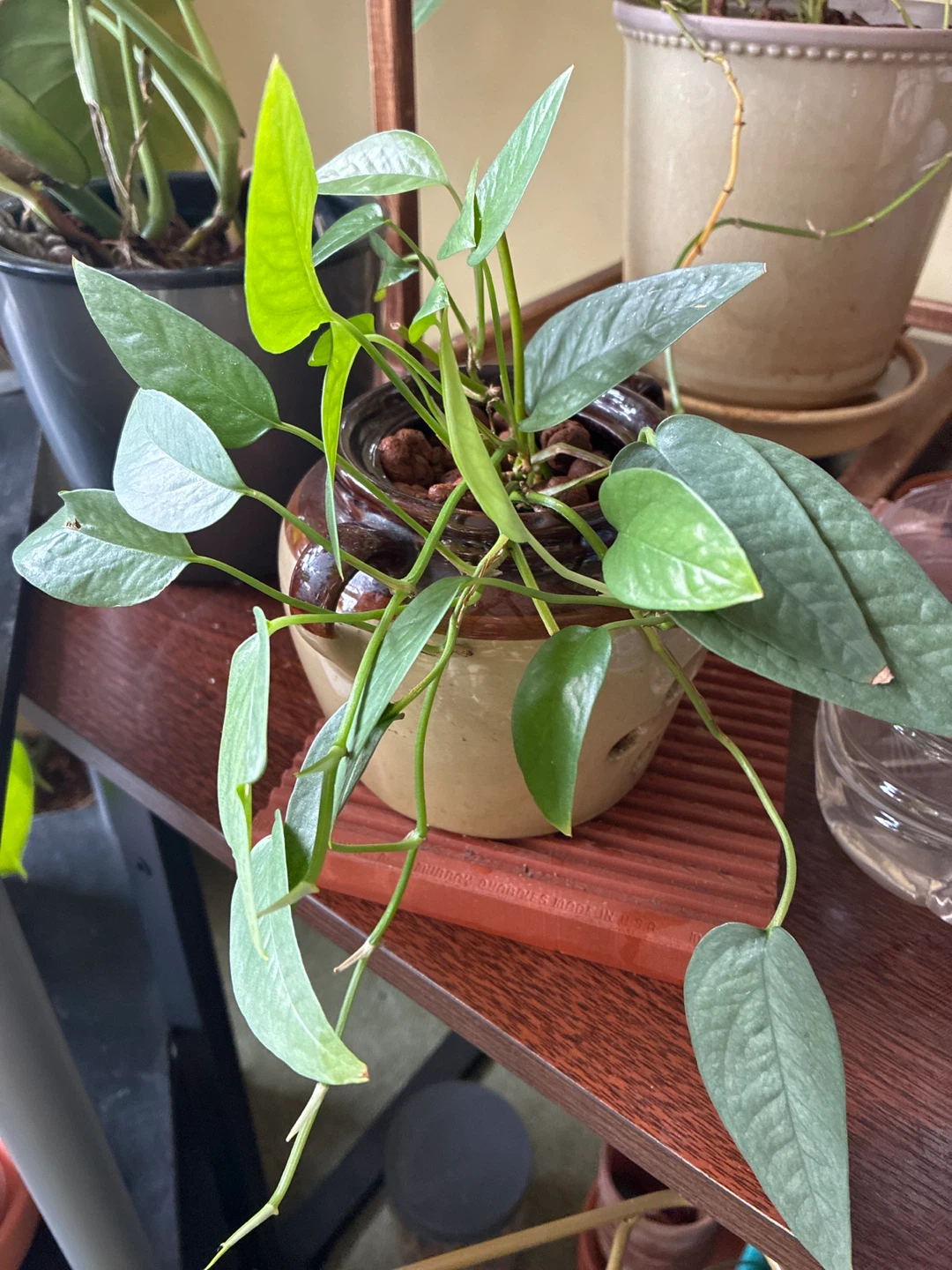 Cebu blue pothos Indoor Potted Plant - photo 2