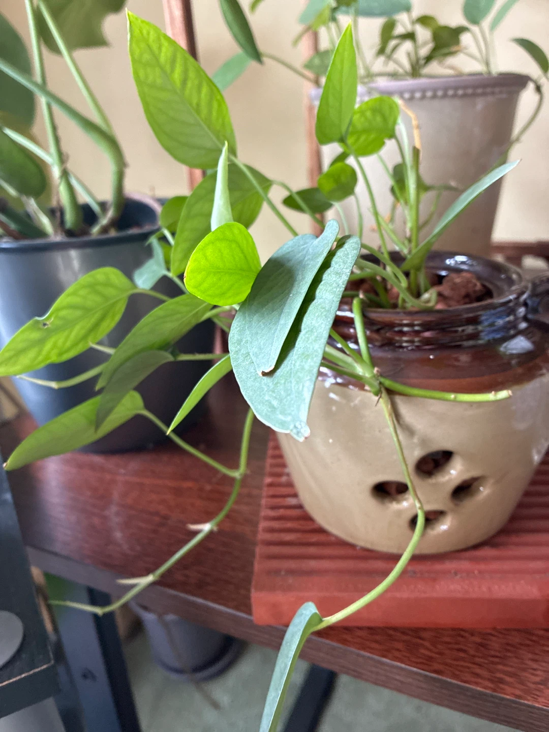 Cebu blue pothos Indoor Potted Plant