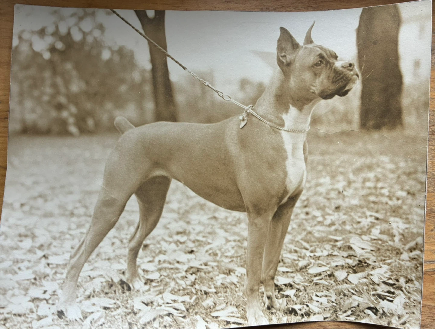 vintage photograph Boxer dog pet snapshot portrait 7x9 inch