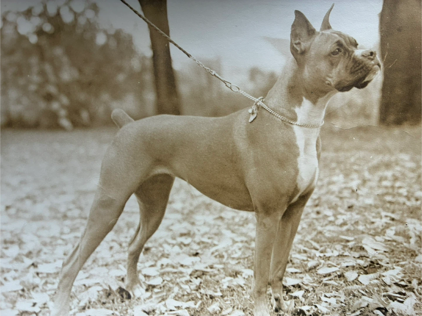 vintage photograph Boxer dog pet snapshot portrait 7x9 inch - photo 5