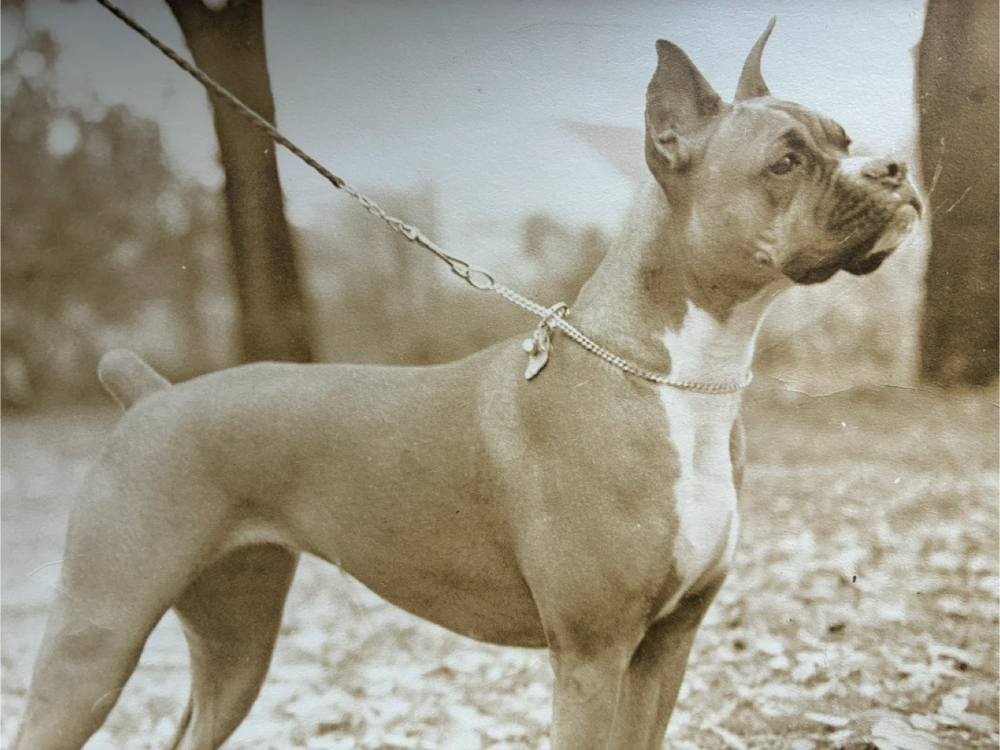 vintage photograph Boxer dog pet snapshot portrait 7x9 inch - photo 3