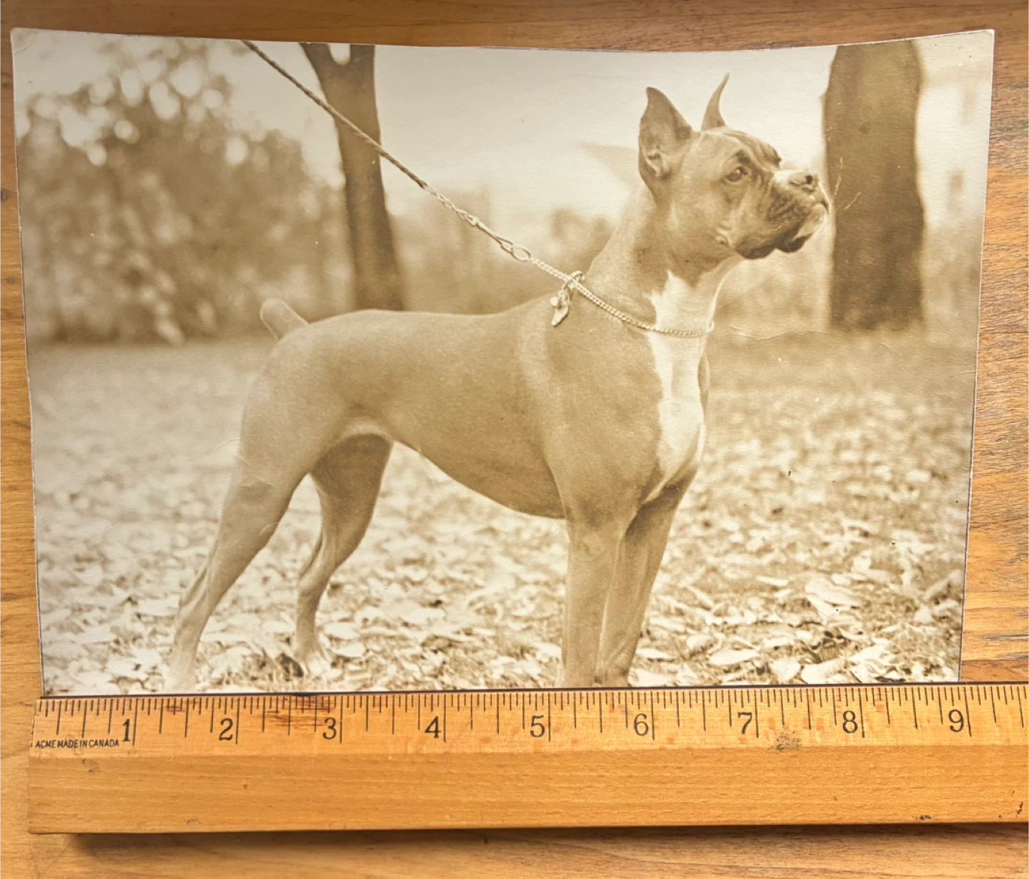 vintage photograph Boxer dog pet snapshot portrait 7x9 inch - photo 2
