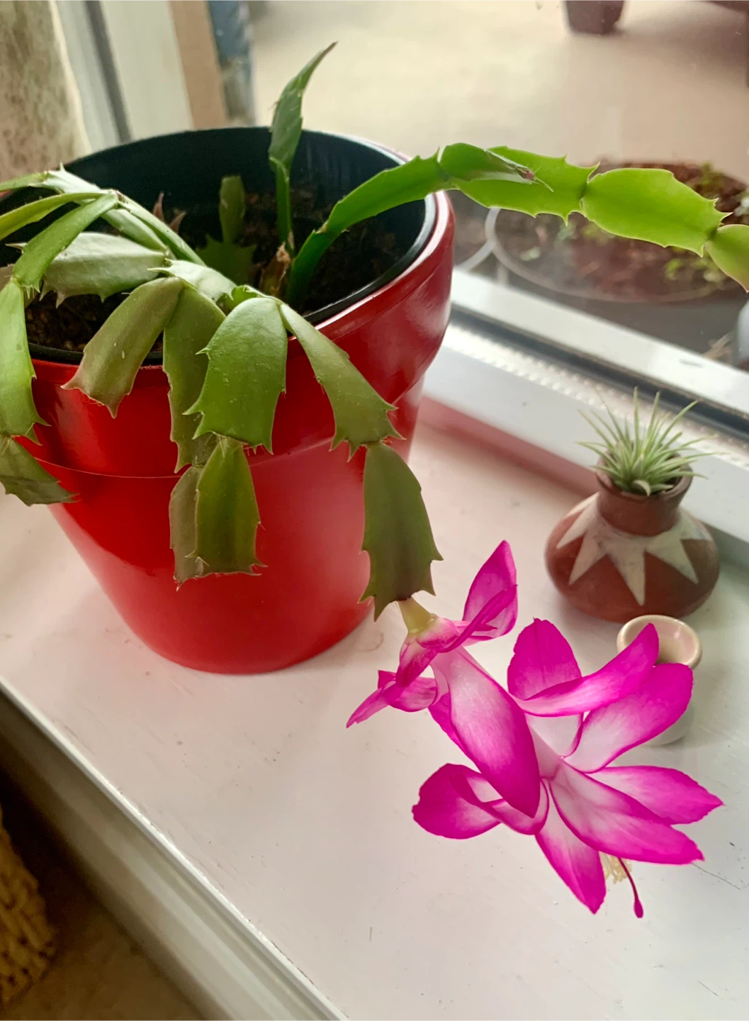 Thanksgiving Cactus Plant