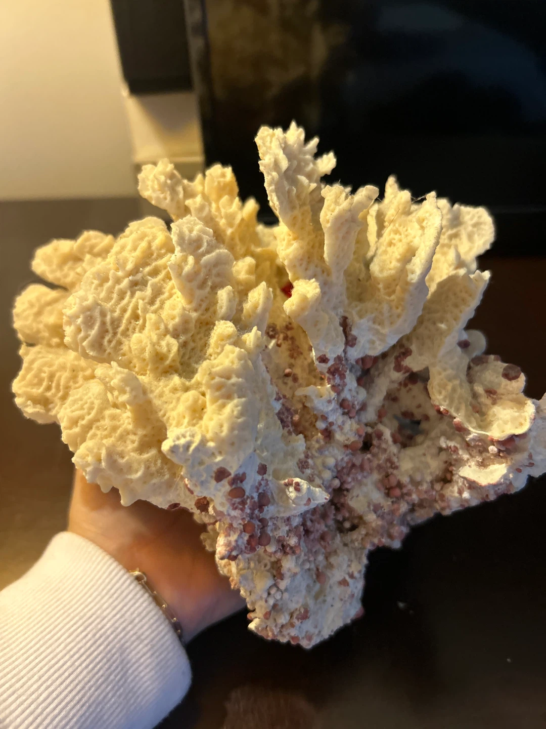 Coral Piece for Aquarium or decoration - from DR