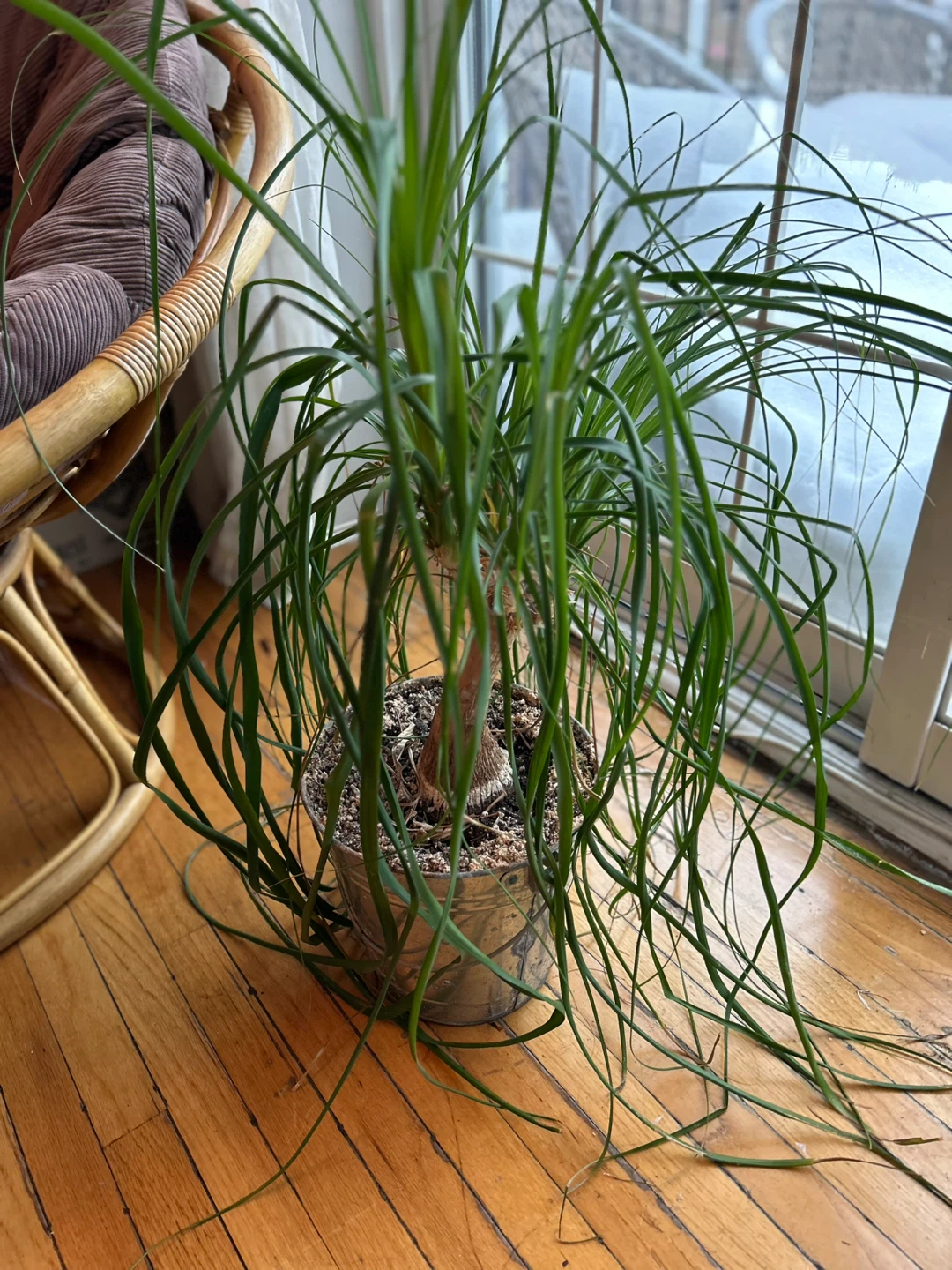 Ponytail Palm Plant in Decorative Pot - photo 2