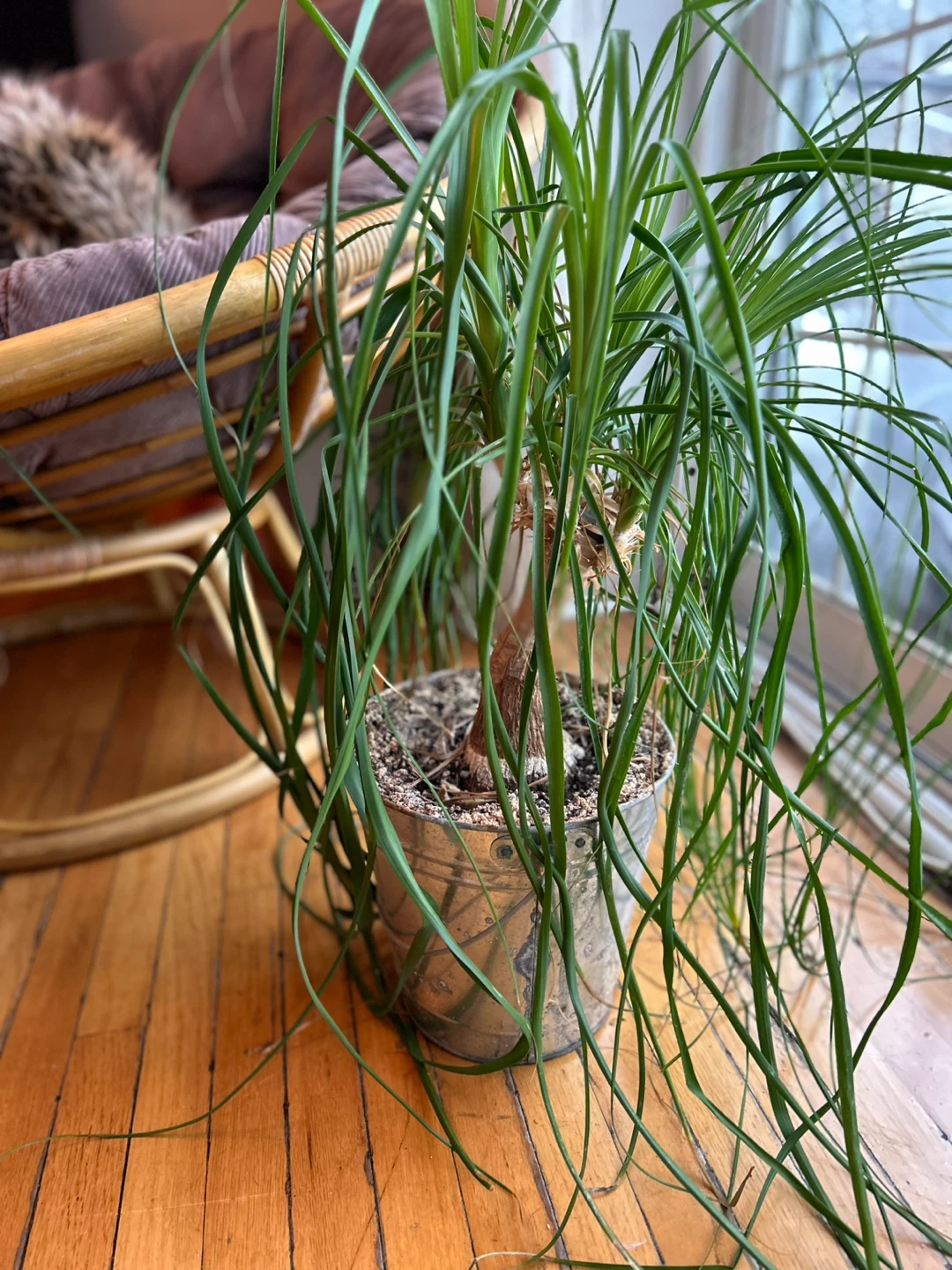 Ponytail Palm Plant in Decorative Pot