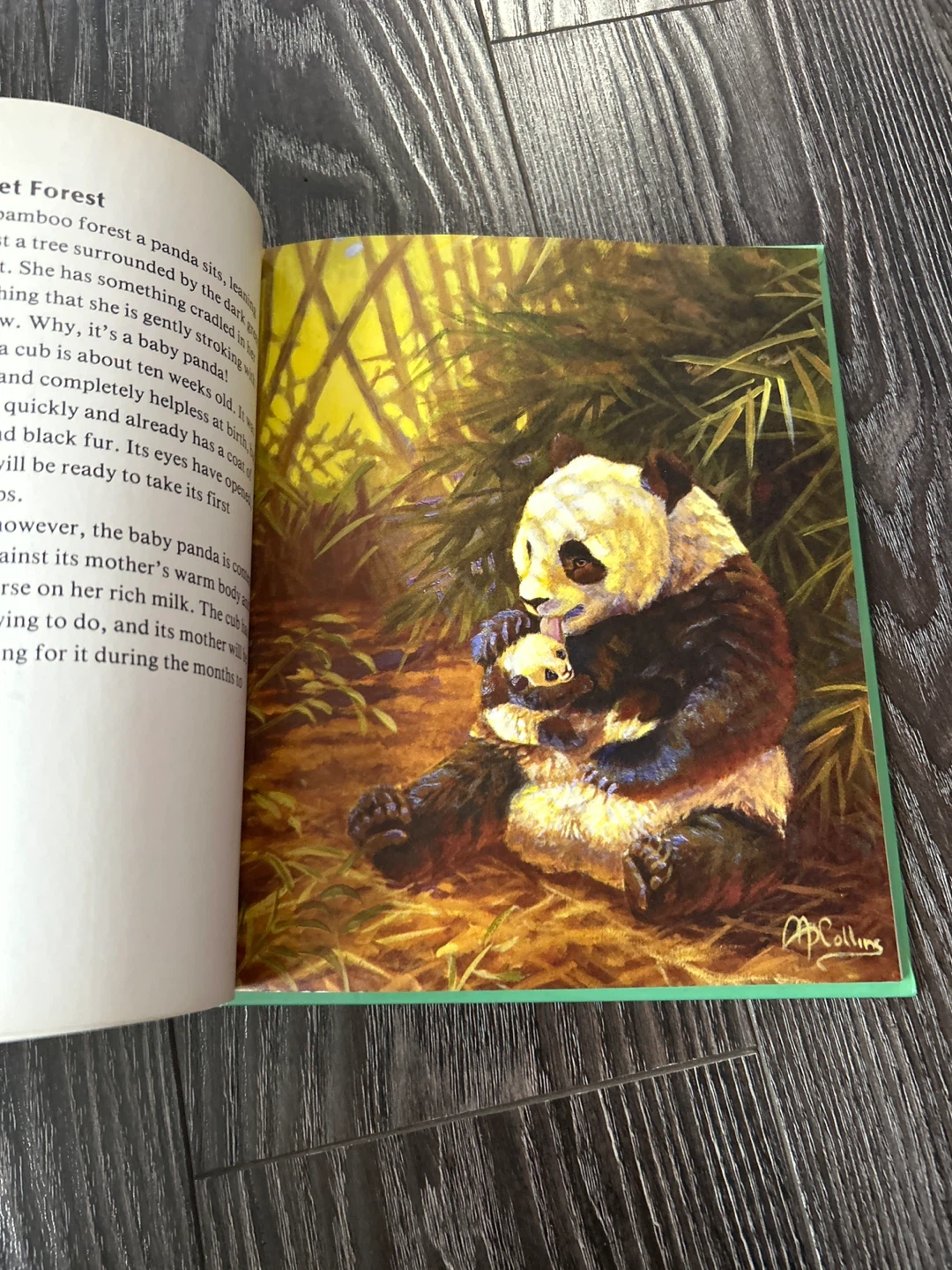 Our Wildlife World: Pandas Book - photo 2