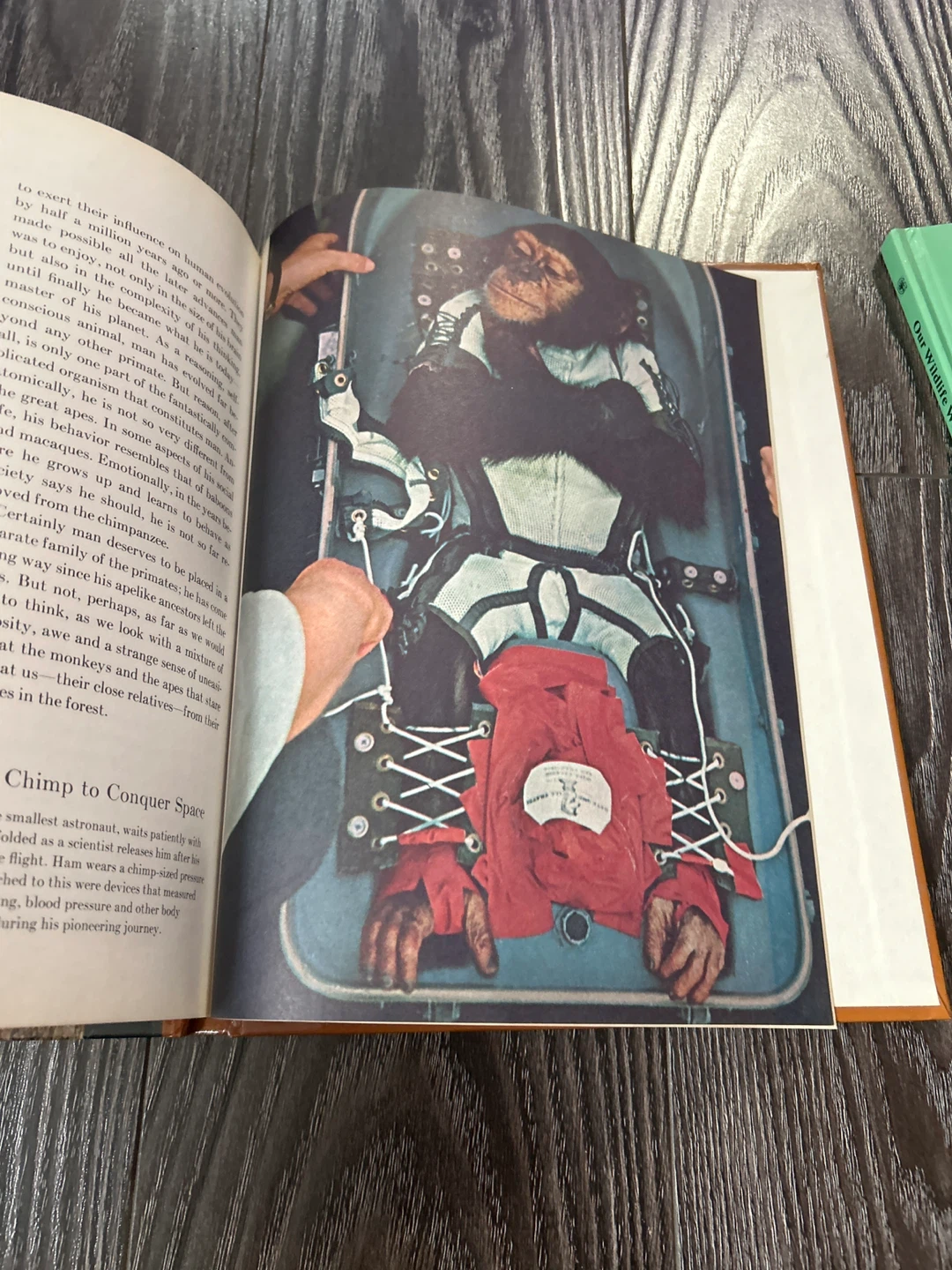 Irven de vore and sarel eimerl the primates book - photo 5