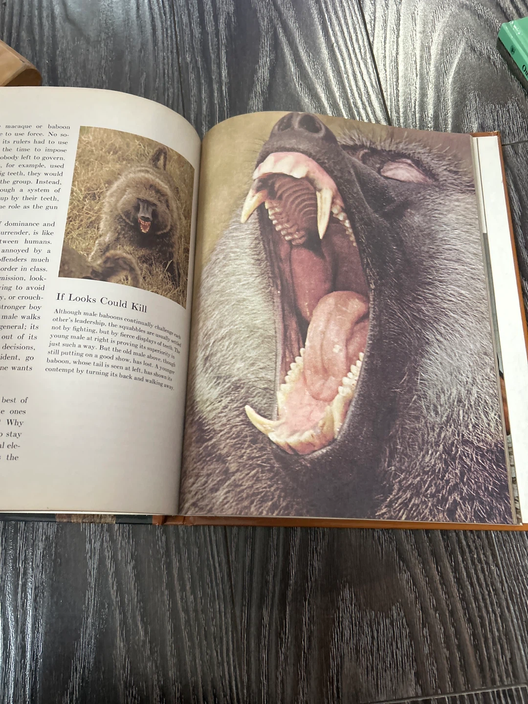 Irven de vore and sarel eimerl the primates book - photo 3