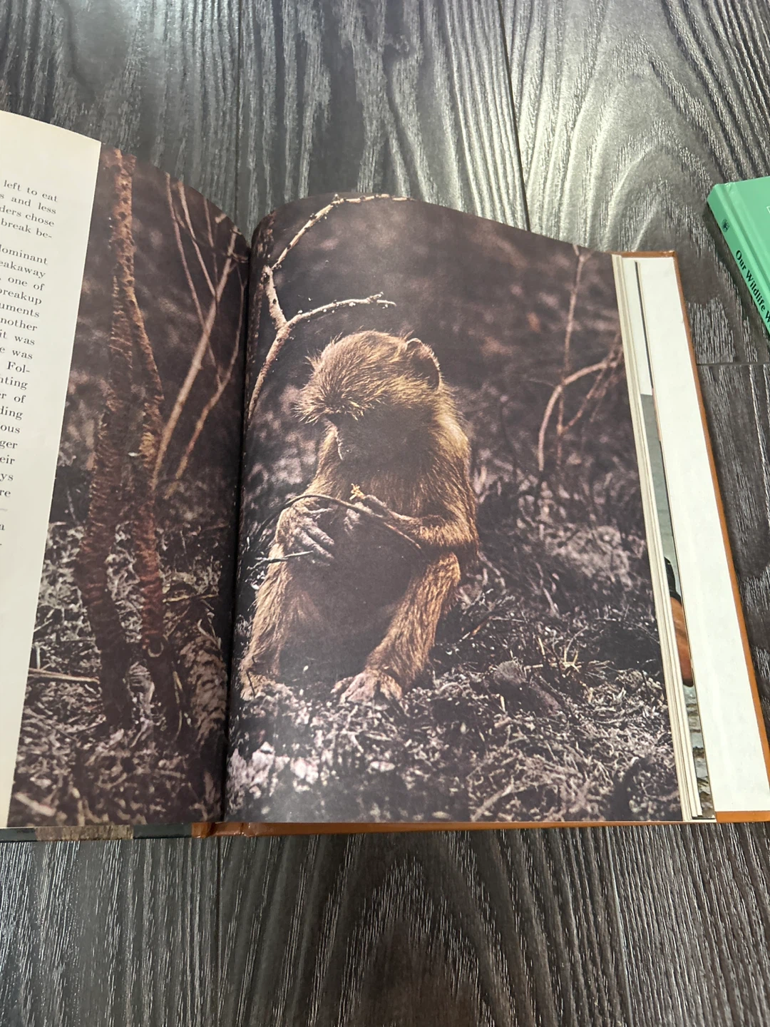 Irven de vore and sarel eimerl the primates book - photo 4