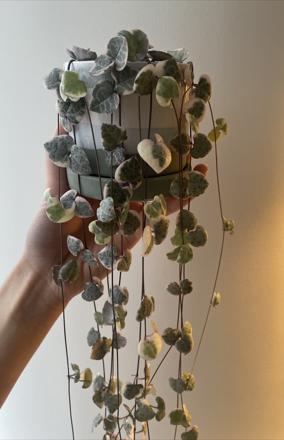 Variegated string of hearts cutting (cuttings not whole plant!)