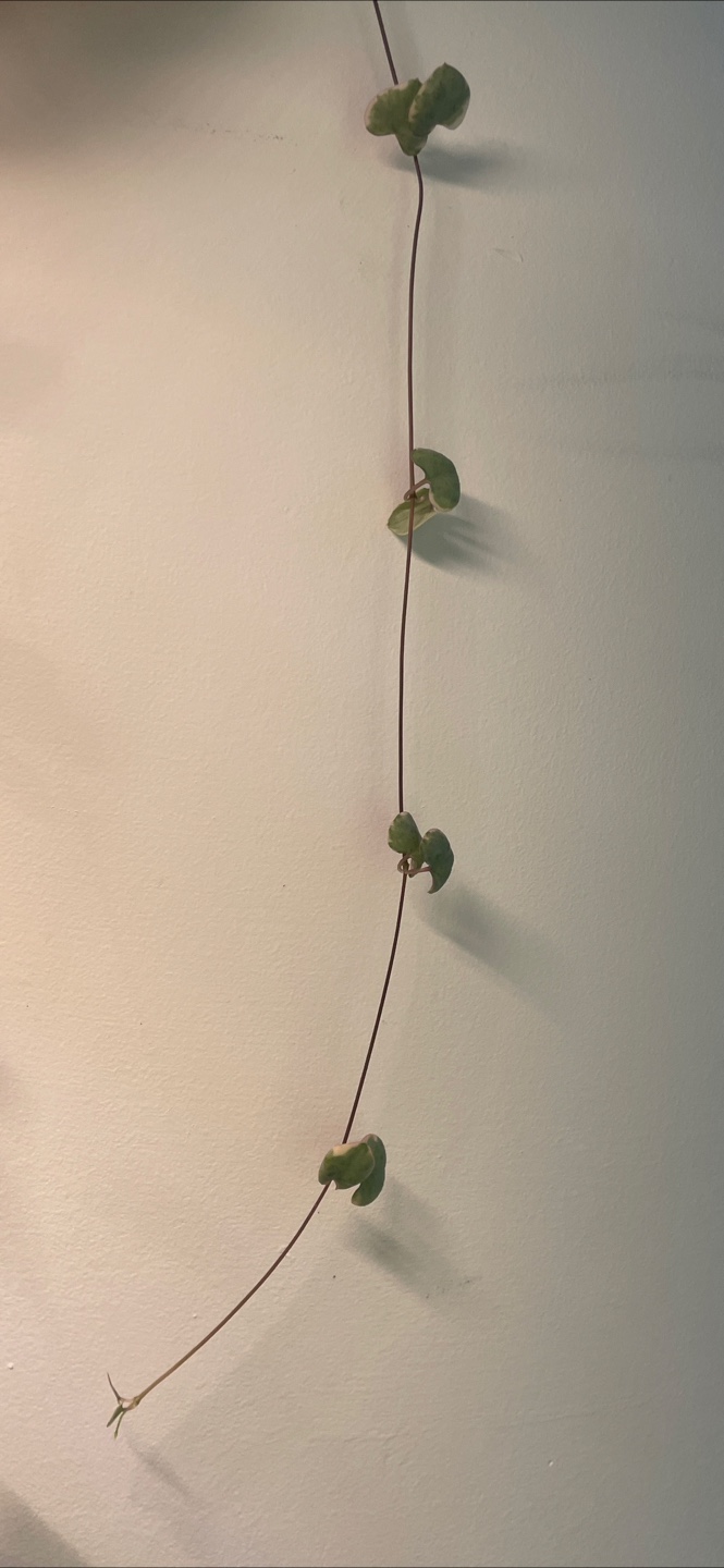 Variegated string of hearts cutting (cuttings not whole plant!) - photo 2