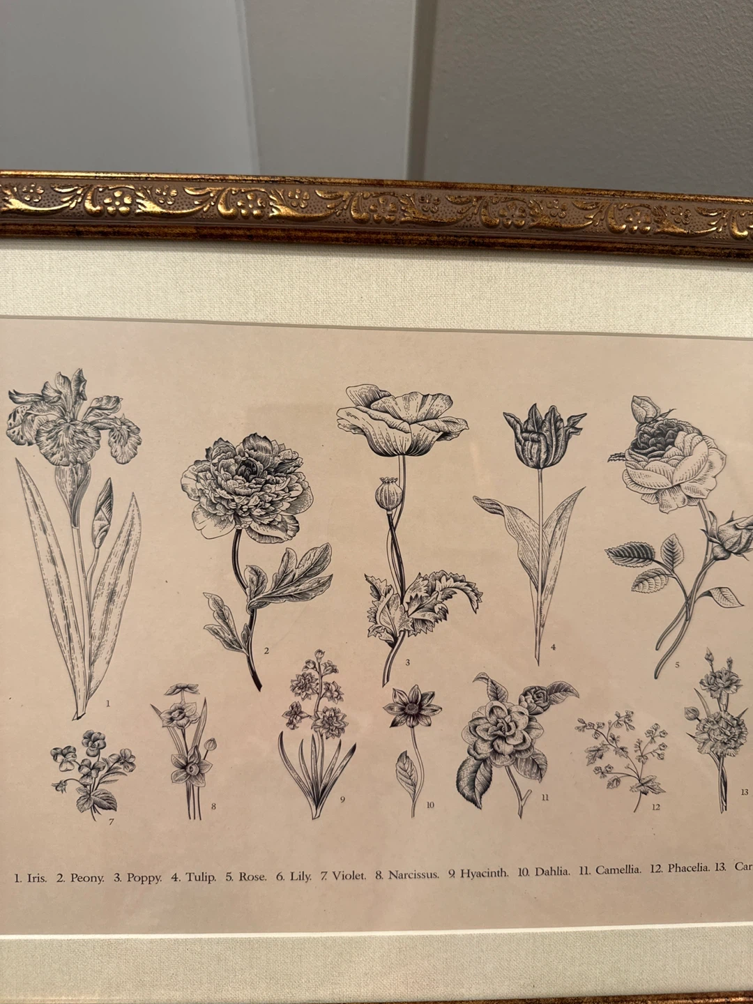 Framed Botanical and Floral Illustrations - photo 3