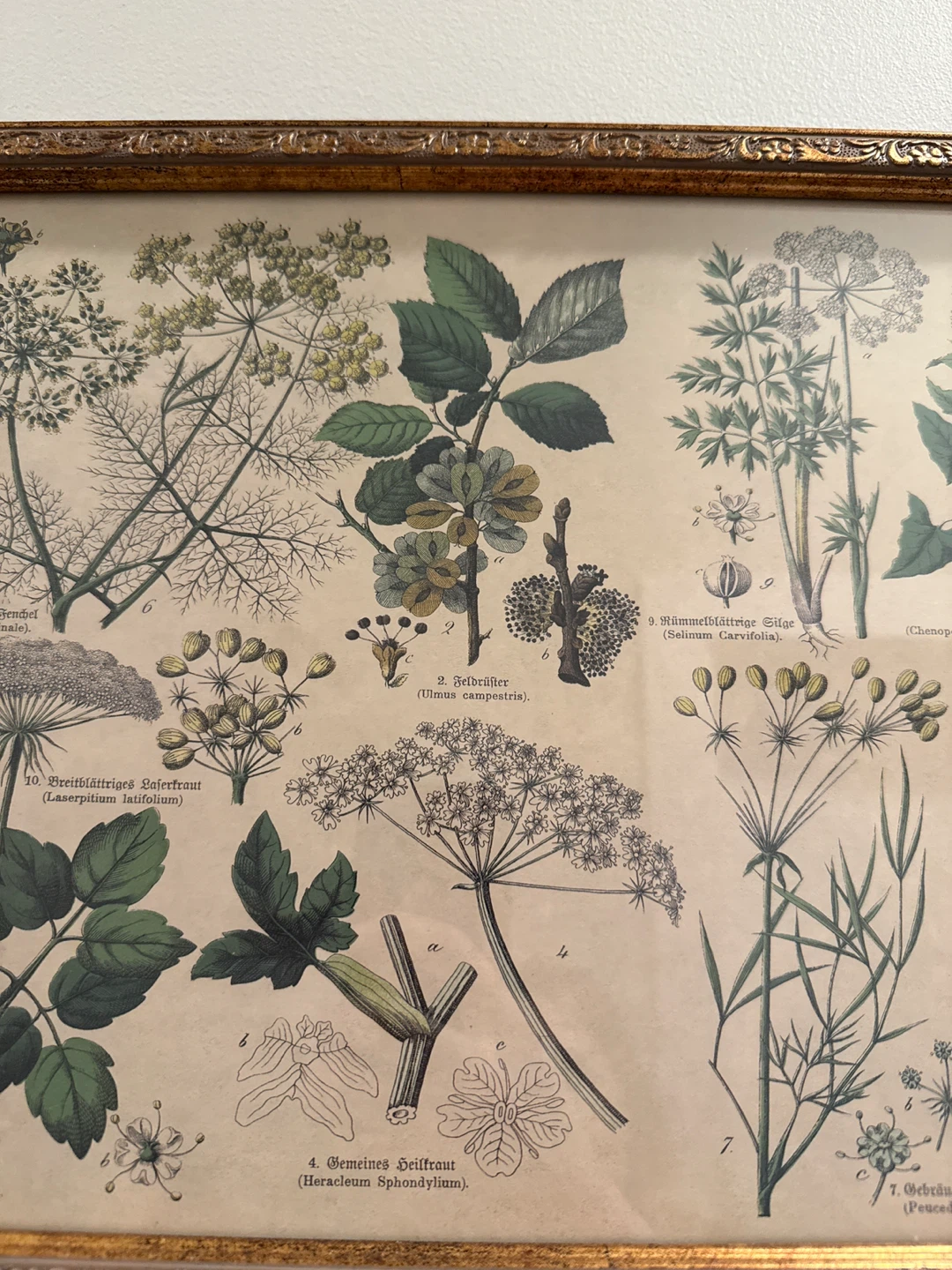 Framed Botanical and Floral Illustrations - photo 4