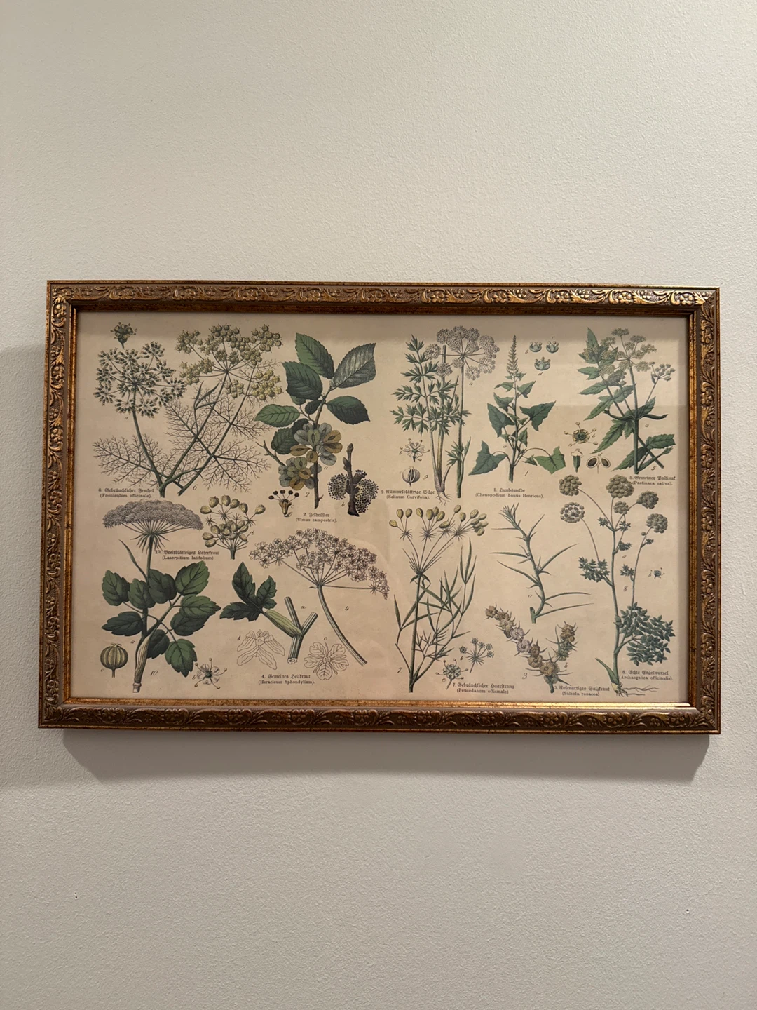 Framed Botanical and Floral Illustrations - photo 5