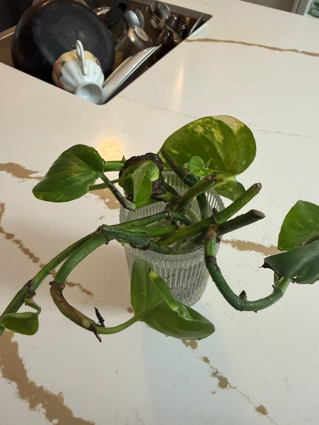 Pothos cuttings in glass vase - photo 5